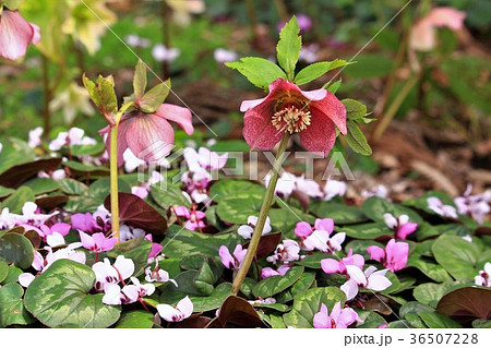 原種のシクラメンとクリスマスローズの写真素材