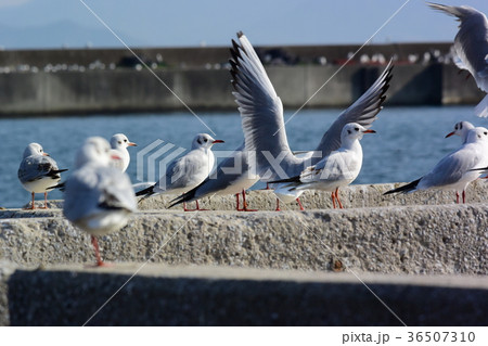 ユリカモメの大群 36507310