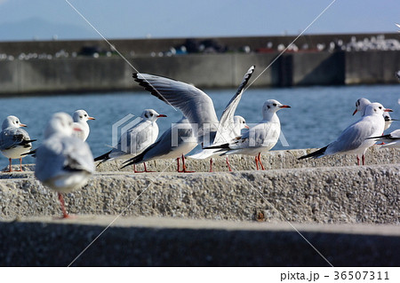 ユリカモメの大群 ユリカモメの大群 36507311