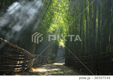 竹藪 竹薮 タケヤブ 36507549