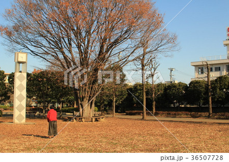 秋の公園 36507728