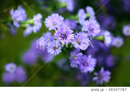 咲き揃った宿根アスターの花の写真素材