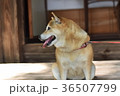 ちょっとひと休みする柴犬。 36507799