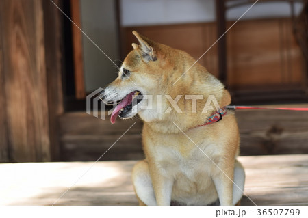 ちょっとひと休みする柴犬。 ちょっとひと休みする柴犬。 36507799