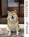 笑顔の柴犬。 36507800