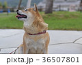 おねだりする柴犬。 36507801