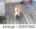 柴犬のお尻。 36507802