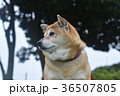 物思いにふける柴犬。 36507805