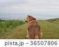 黄昏れる柴犬。 36507806