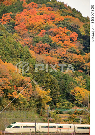 箱根の紅葉と小田急ロマンスカー 箱根の紅葉と小田急ロマンスカー 36507809