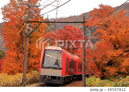 箱根登山鉄道・アレグラ号と紅葉 36507812