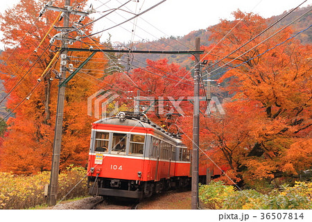 箱根登山鉄道と紅葉 36507814