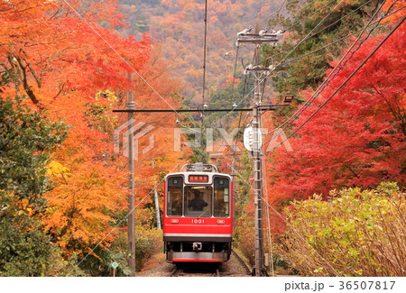 箱根登山鉄道と紅葉 36507817