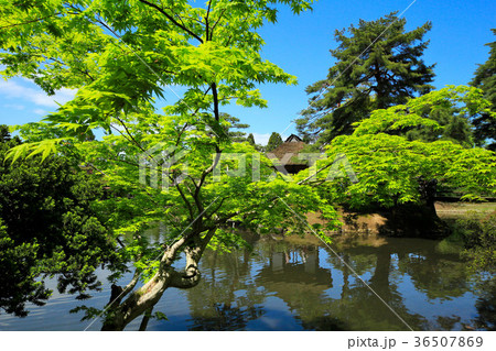 新緑の御薬園庭園 新緑の御薬園庭園 36507869