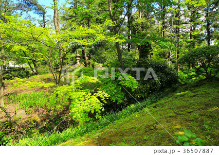 新緑の御薬園庭園 新緑の御薬園庭園 36507887