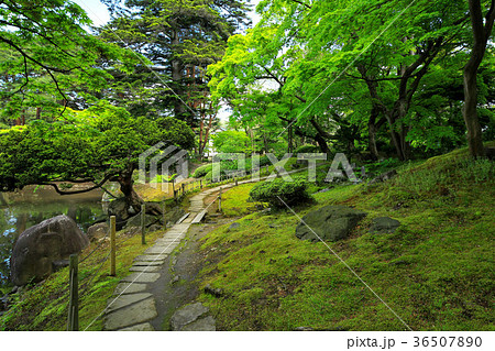 新緑の御薬園庭園 36507890