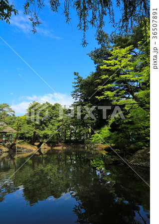 新緑の御薬園庭園 新緑の御薬園庭園 36507891