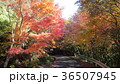 光が当たって美しいもみじ 36507945