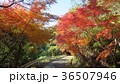 もみじに包まれて歩いてみたい道 36507946