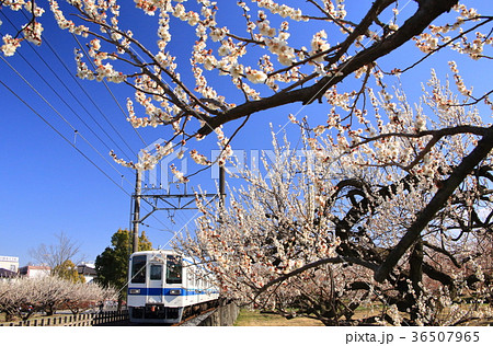 東武越生線と白梅 36507965