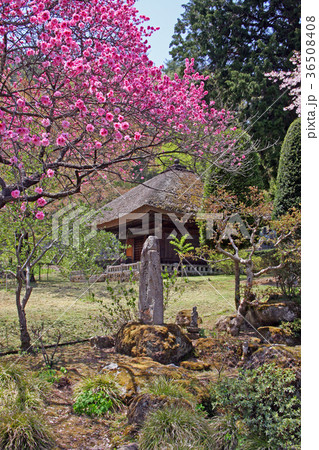 中禅寺 中禅寺 36508408