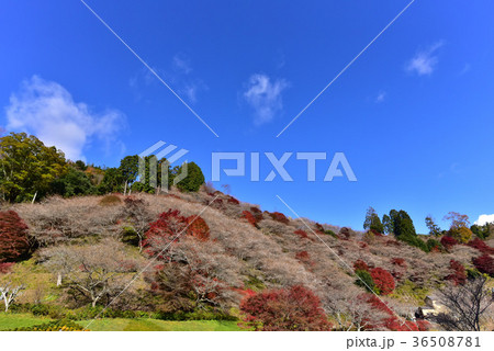 【愛知県】小原村の紅葉と四季桜 36508781