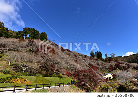 【愛知県】小原村の紅葉と四季桜 【愛知県】小原村の紅葉と四季桜 36508786