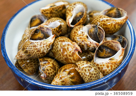 佐渡島の鷲崎漁港でとれたバイ貝 佐渡島の鷲崎漁港でとれたバイ貝 36508959