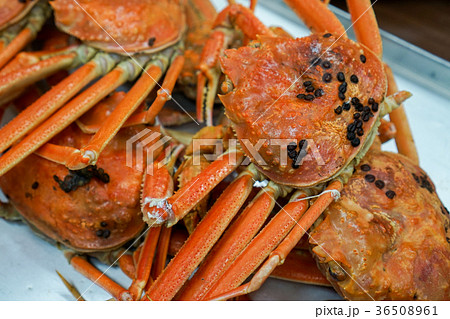 佐渡島の鷲崎漁港でとれた本ずわい蟹 佐渡島の鷲崎漁港でとれた本ずわい蟹 36508961