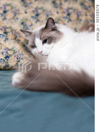 猫とソフア 猫とソフア 36508978