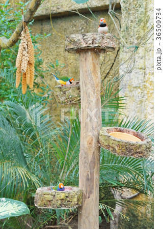 Feeding colorful tropical birds (Amadina Qulda 36509734