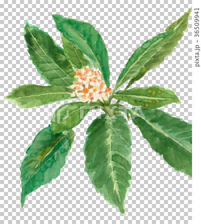Flower of loquat 36509941