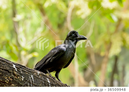 Crow on the branch 36509948