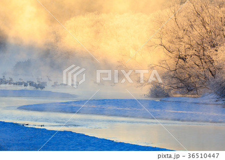 川霧に浮かぶ夜明けのタンチョウ鶴 音羽橋 鶴居村 36510447