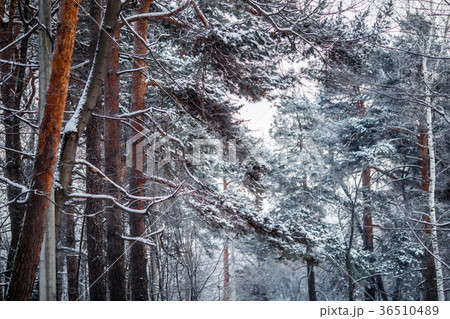 Picture of pine in frost 36510489