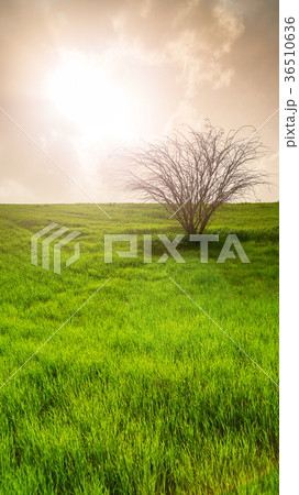 field with green grass and tree 36510636