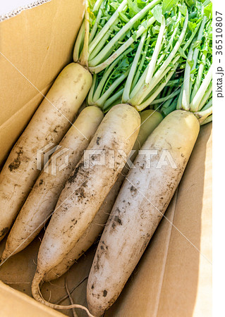 大根 泥つき大根 葉つき大根 採れ立て大根の写真素材