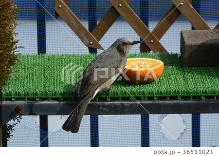 ヒヨドリの餌付け 36511021