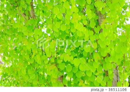 フレッシュな桂の若葉 フレッシュな桂の若葉 36511106