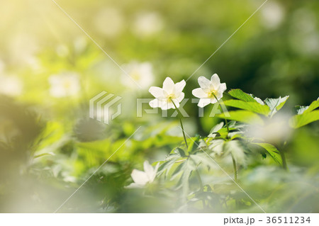 Wood with spring flowers 36511234
