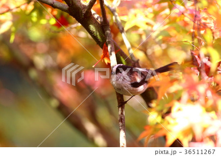紅葉とエナガ 36511267