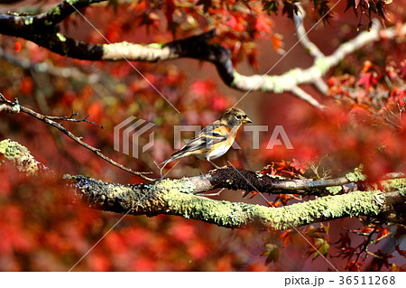 紅葉とアトリ 36511268