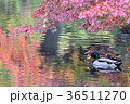 紅葉の水面に佇むマガモのペア 36511270