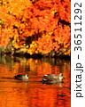 モミジとカルガモ 36511292