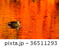 水面のモミジとカルガモ 36511293