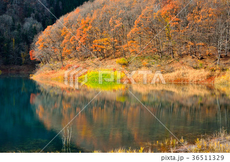 晩秋の秋扇湖 秋田県 晩秋の秋扇湖 秋田県 36511329