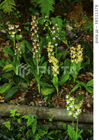 海老根の写真素材 [36511378] PIXTA