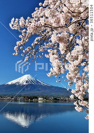 日本の春 富士山と桜 日本の春 富士山と桜 36511504