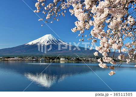日本の春　富士山と桜 36511505