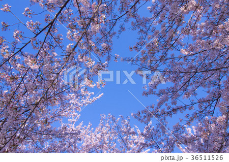 桜と空 36511526